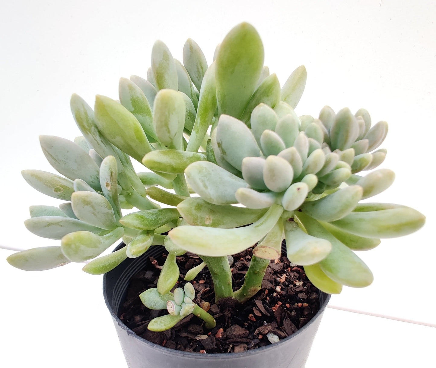 Small Crested Echeveria Succulent - Bonsai Gifts Nursery