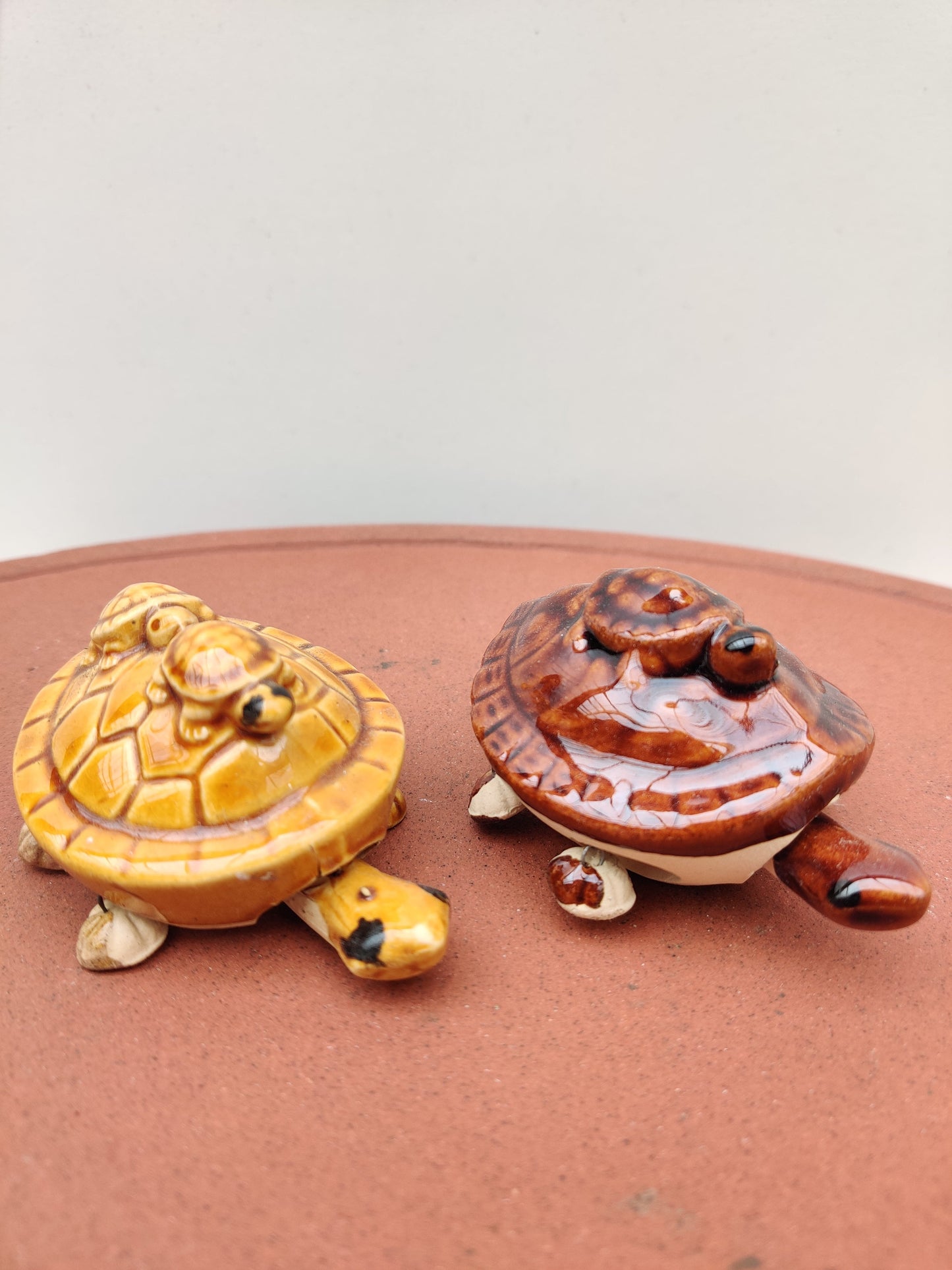Supernal Tortoise - Bonsai Gifts Nursery