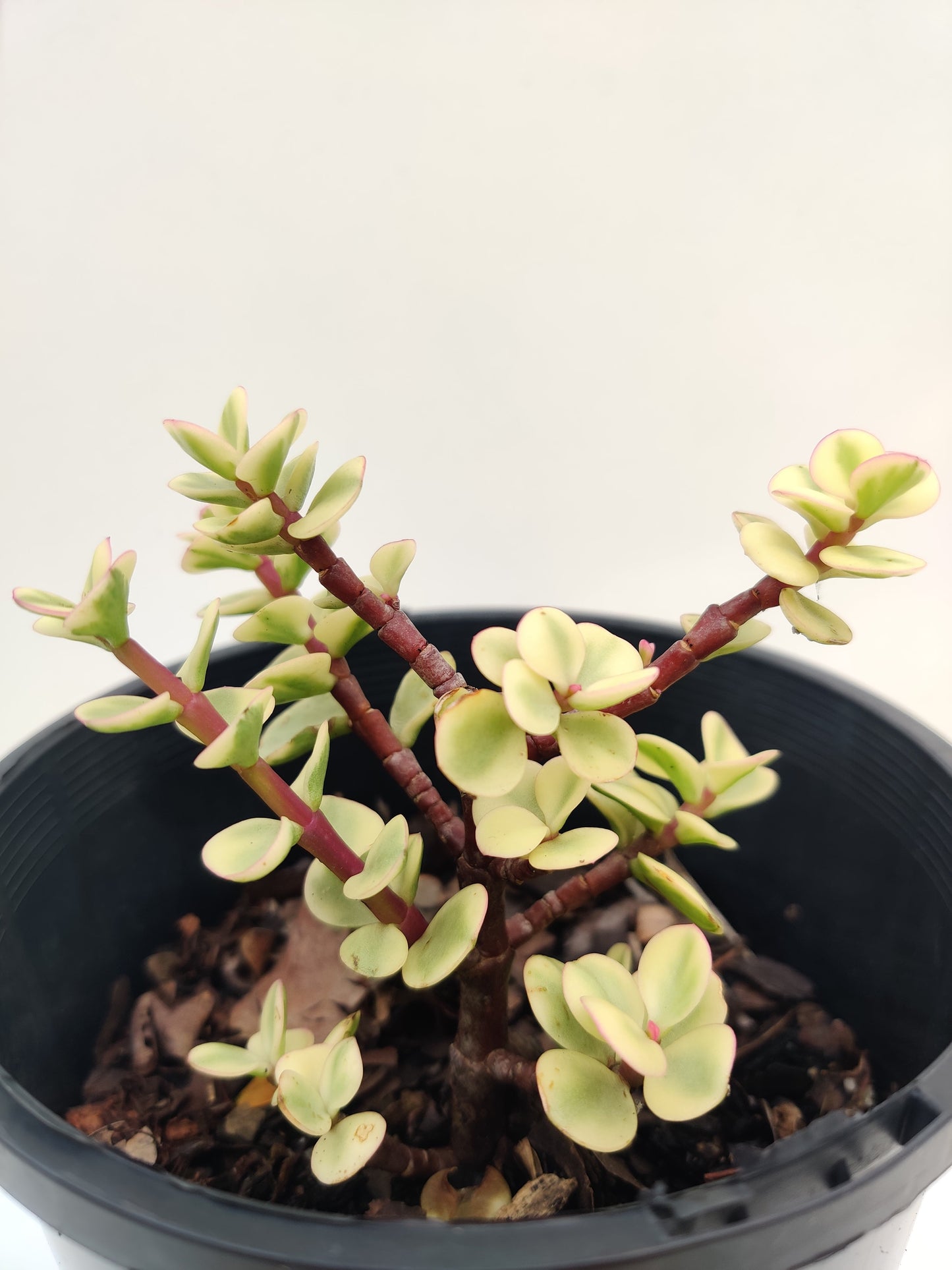 Variegated Jade Succulent - Bonsai Gifts Nursery