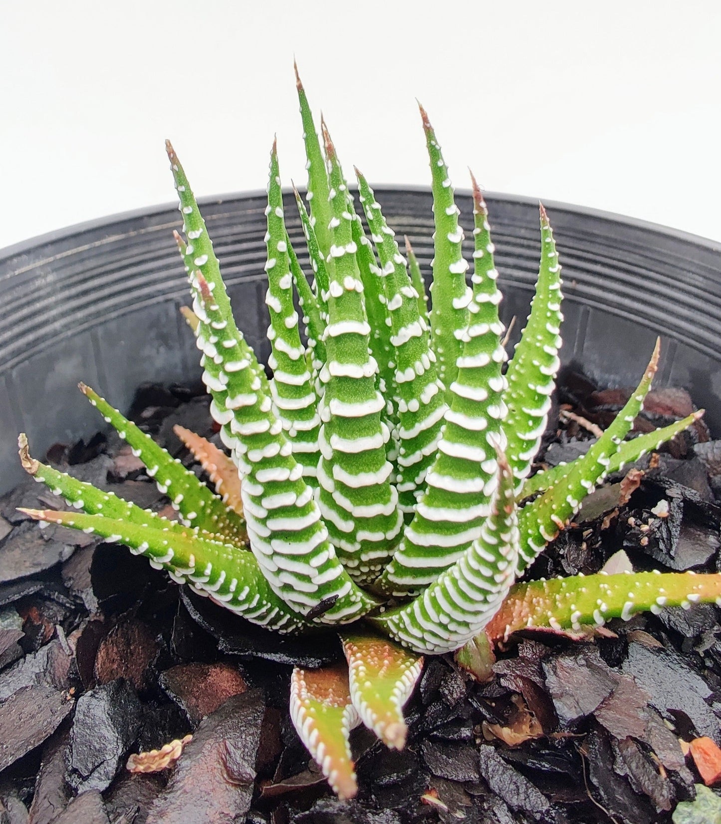 Zebra Haworthia Succulent - Bonsai Gifts Nursery