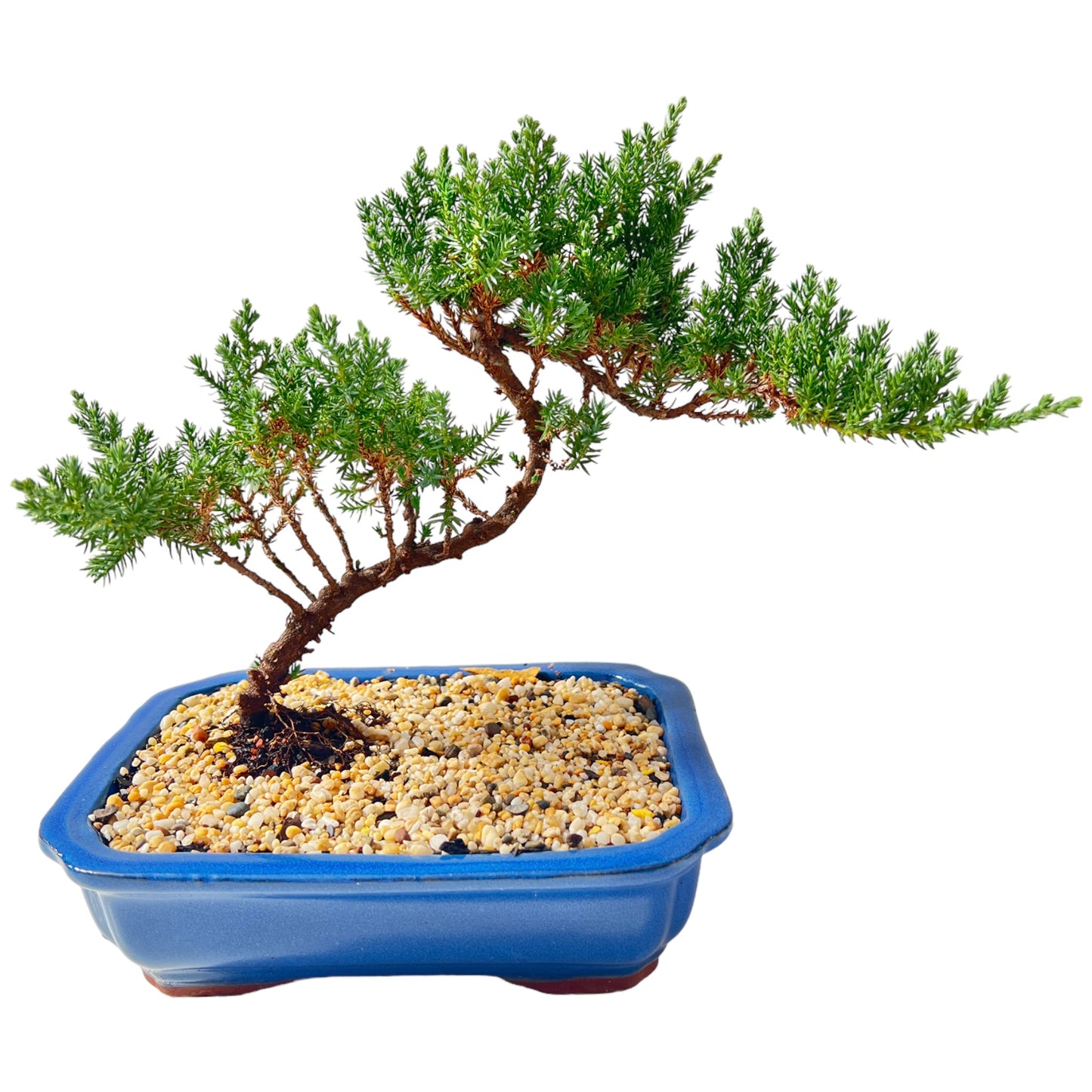8" Juniper Cascade Bonsai Tree - Bonsai Gifts Nursery
