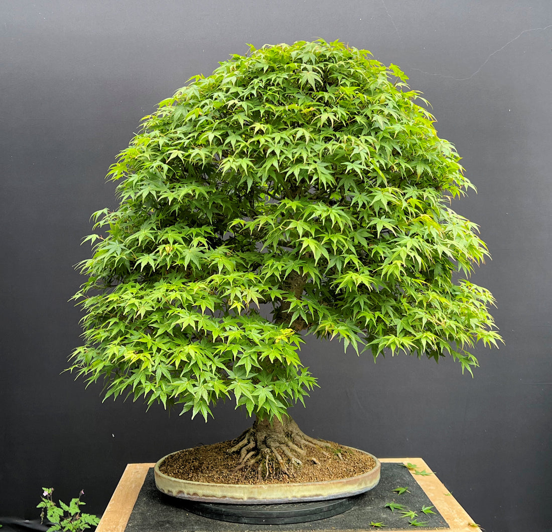 Japanese Maple Bonsai Tree Care Guide