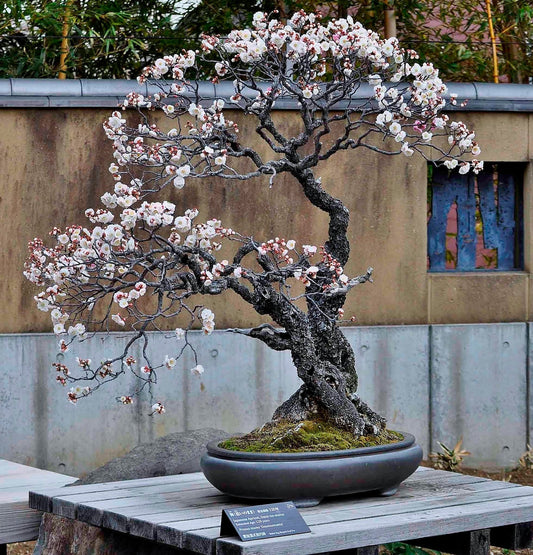 Japanese Flowering Apricot Bonsai Tree Care Guide