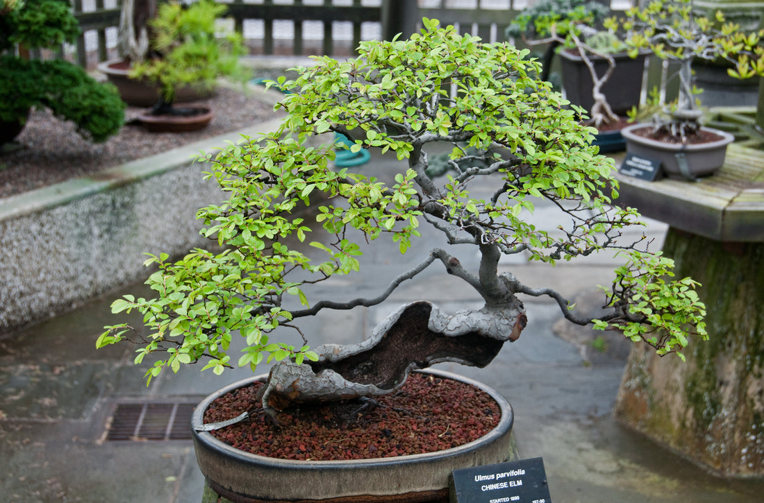 Chinese Elm Bonsai Tree Care Guide