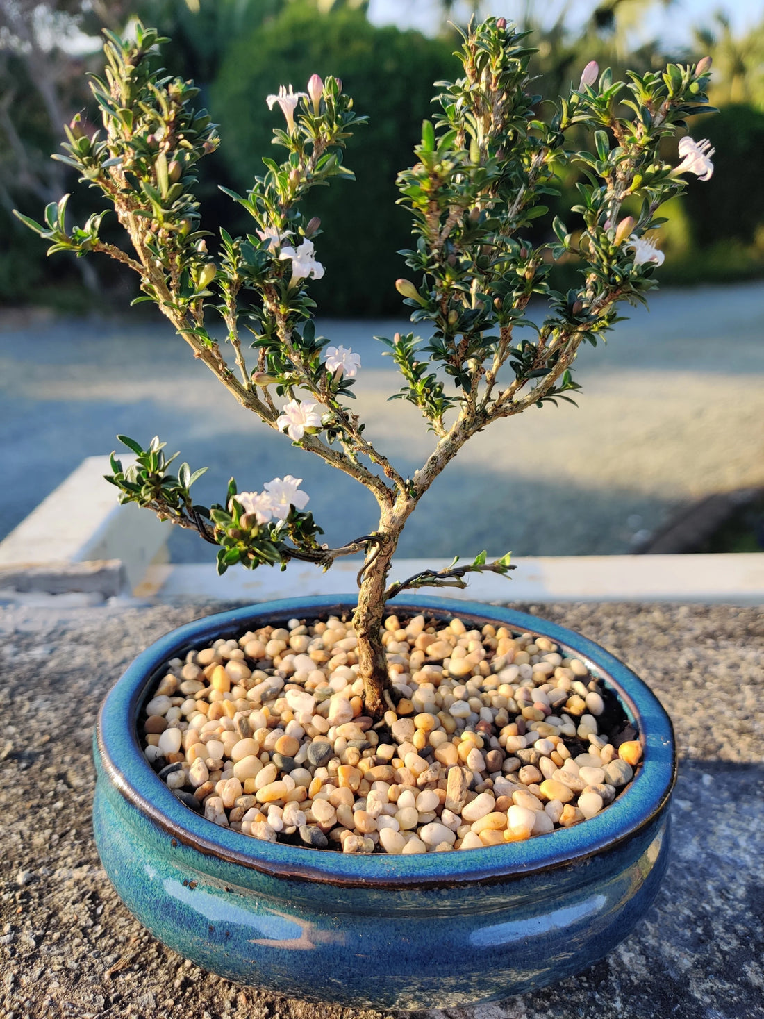 Serissa Bonsai Tree Care Guide