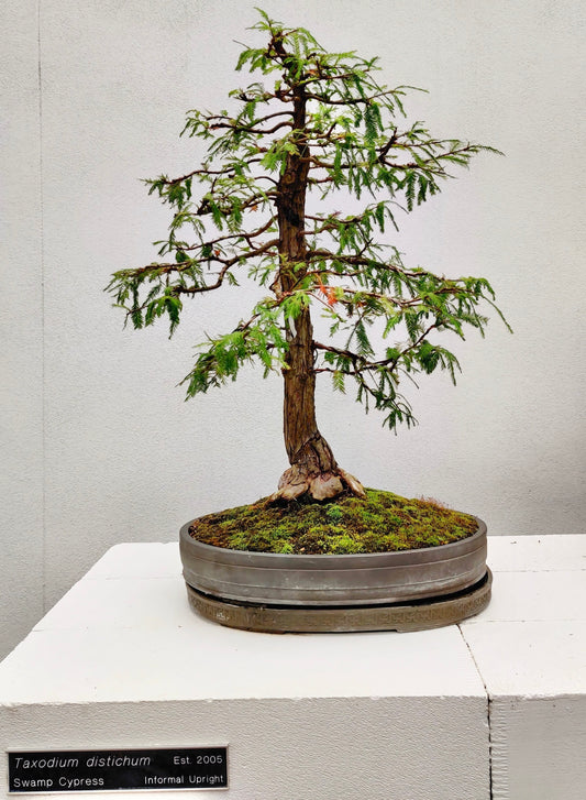 Swamp Cypress Bonsai Tree Care Guide