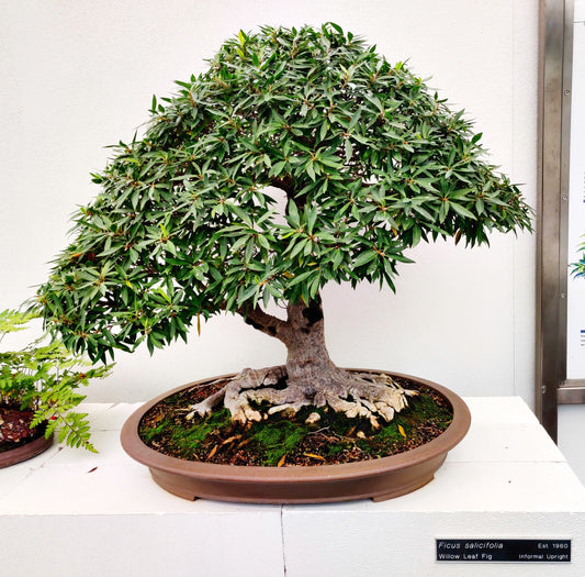 Fig Bonsai Tree Care Guide