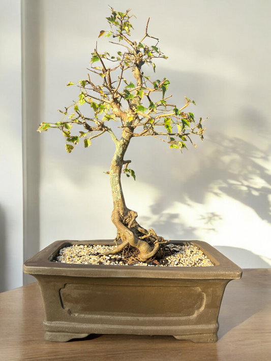 Trident Maple Bonsai Tree Care Guide