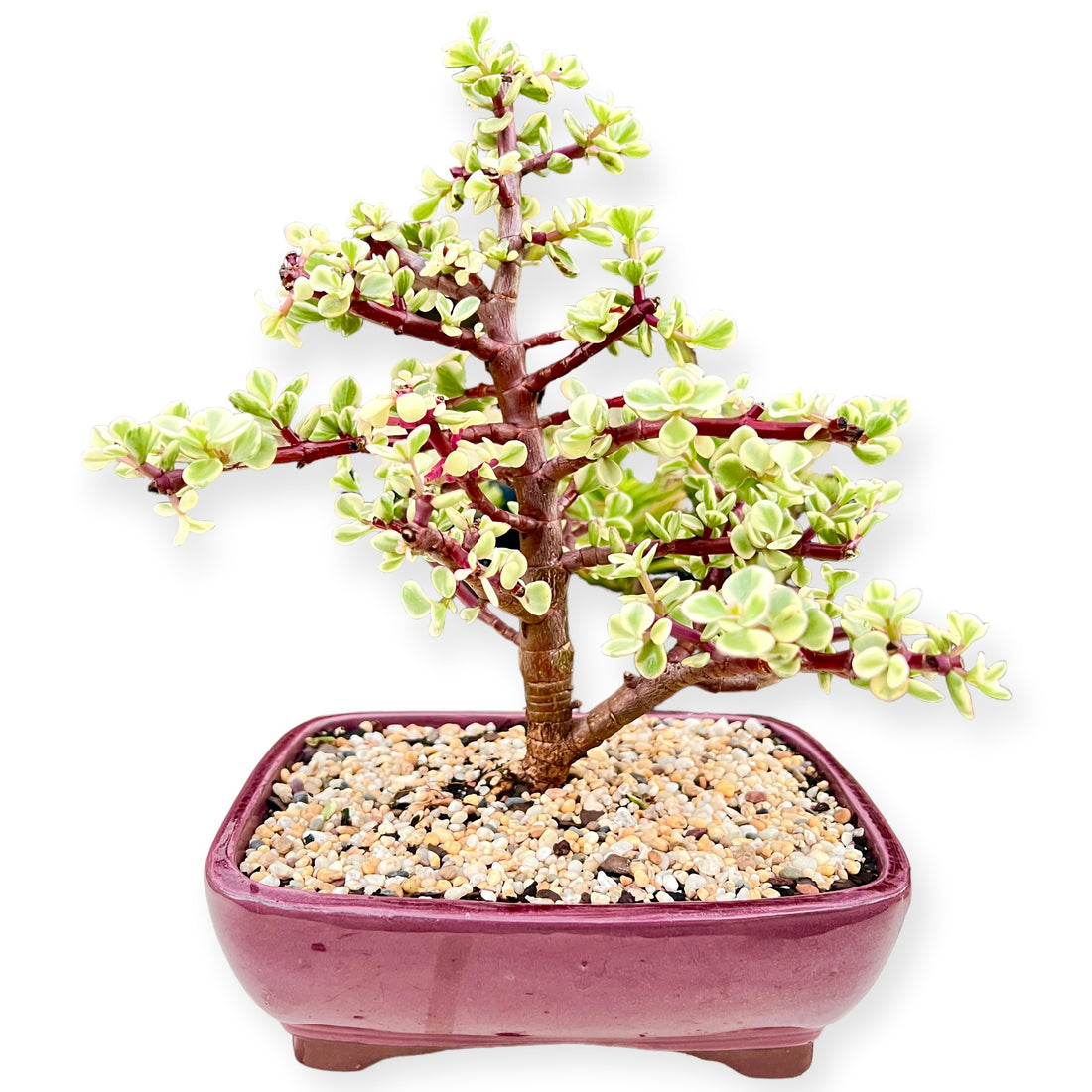 Jade Money Tree Bonsai Care Guide