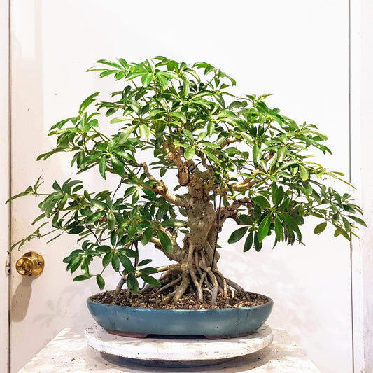 Umbrella Tree Bonsai Care Guide