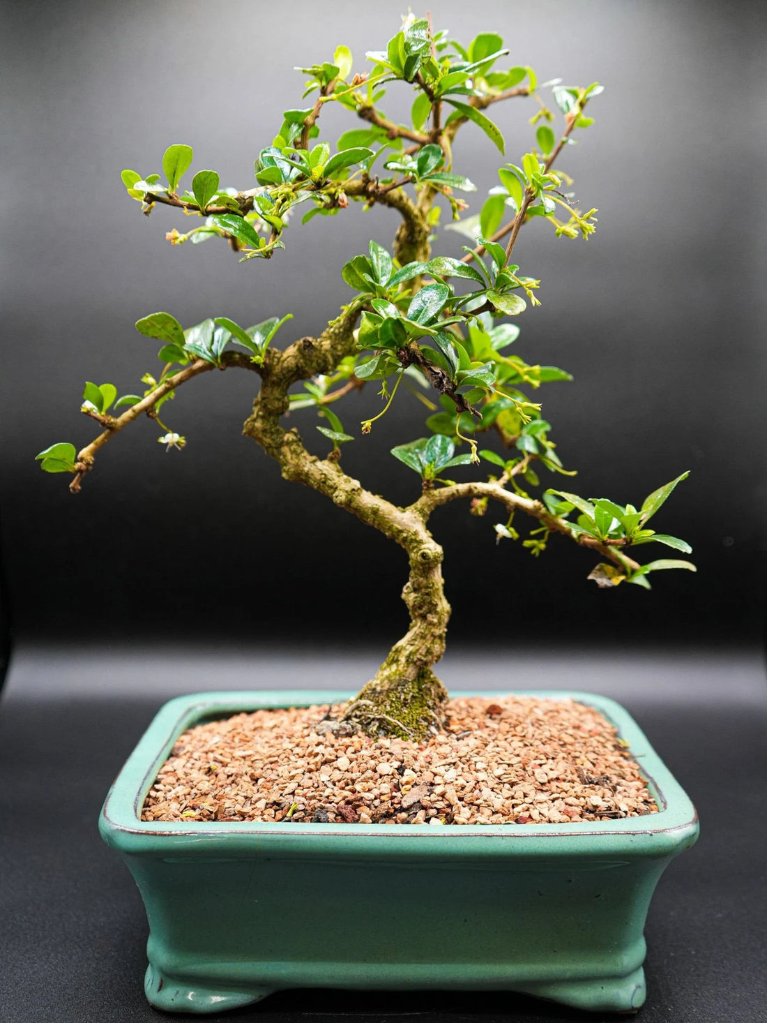 Fukien Tea Bonsai Tree Care Guide