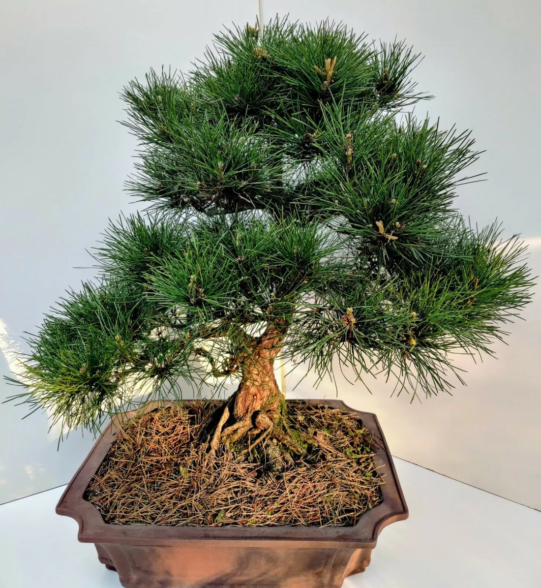 Japanese Black Pine Bonsai Tree Care Guide