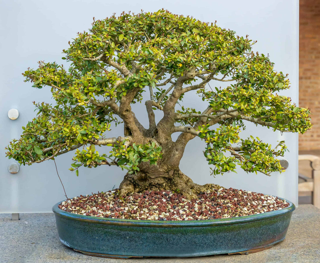 Japanese Holly Bonsai Tree Care Guide