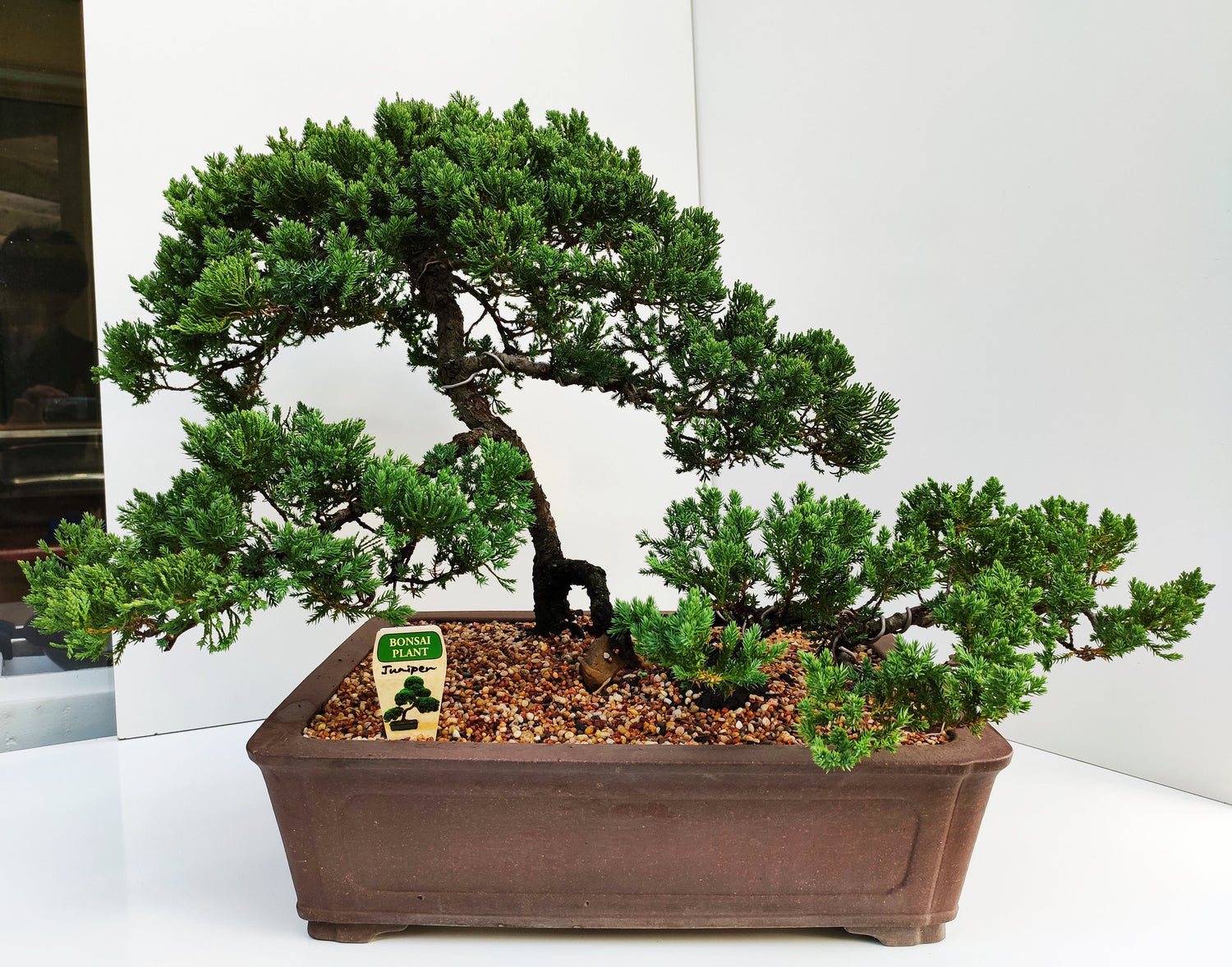 Bonsai Bonsai Gifts Nursery