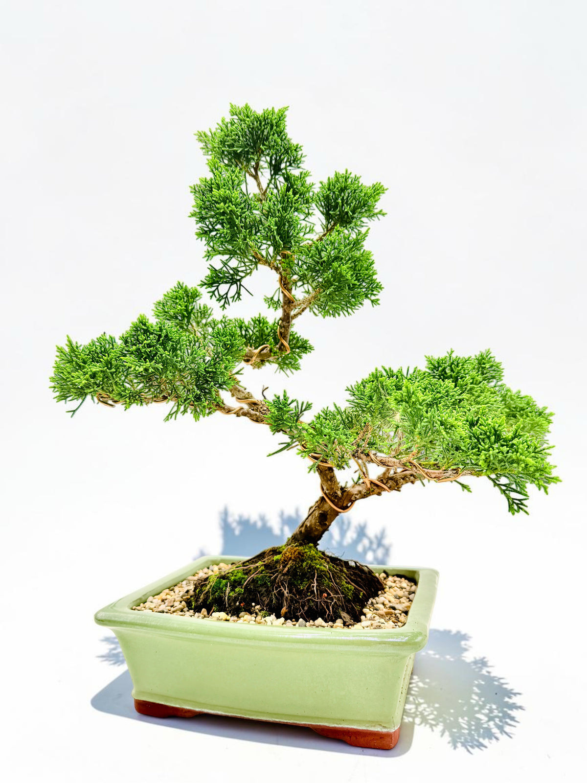 2013 Twisted Trunk Japanese Shimpaku Juniper Bonsai Tree