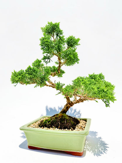 2013 Twisted Trunk Japanese Shimpaku Juniper Bonsai Tree