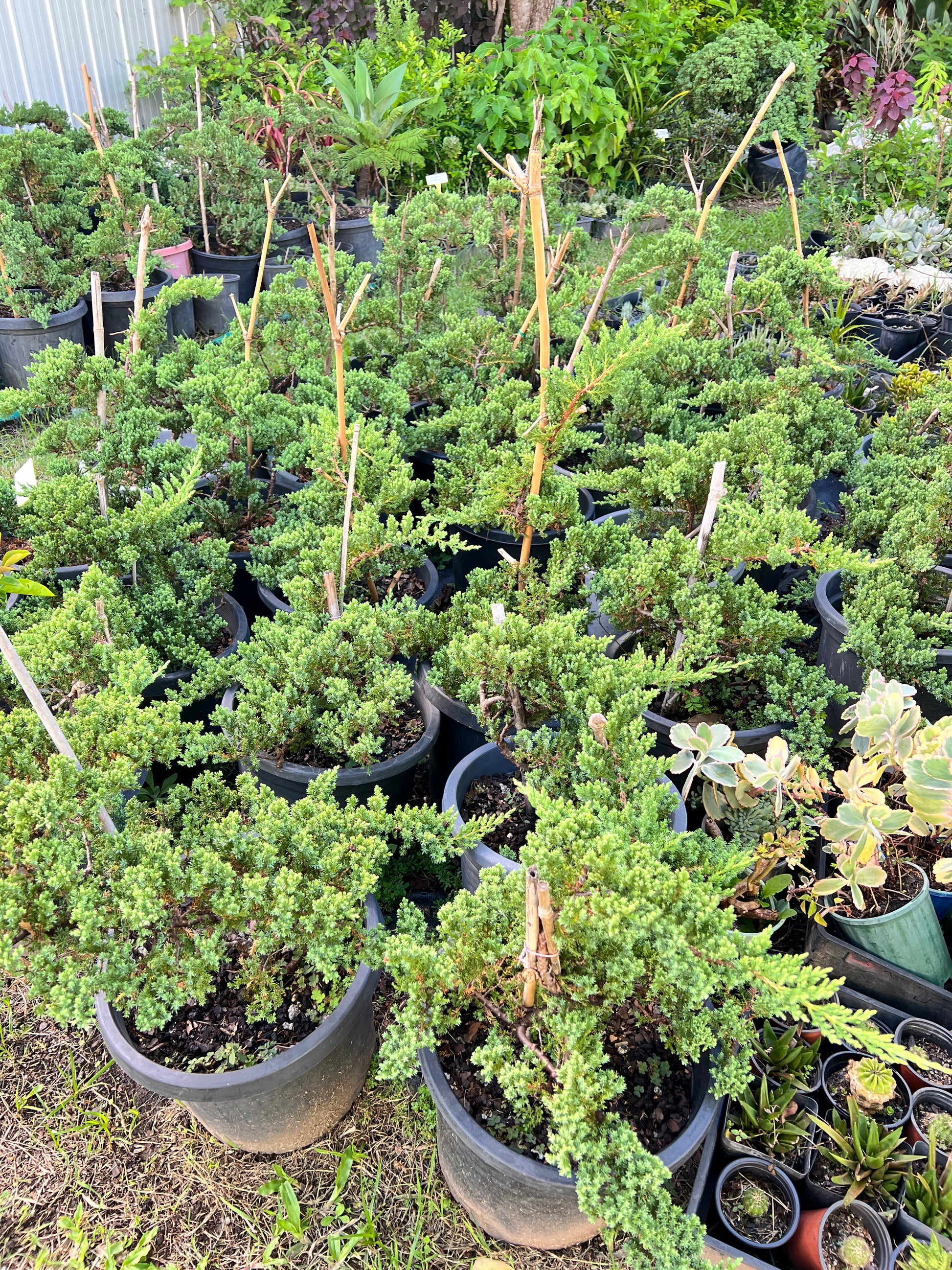 bonsai tree home depot 12 Inch Twisted Staked Juniper DIY Pre Bonsai Tree – Bonsai Gifts Nursery