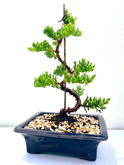 8 Inch Juniper Squamata Bonsai Tree - Black Rectangle Pot