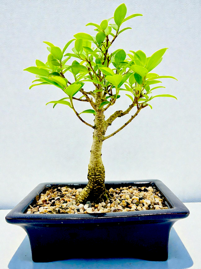 8 Inch Tiger Bark Fig Bonsai Tree