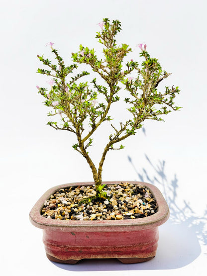 8 Inch Japanese Kyoto Serissa Bonsai Tree - Pink White Flowers