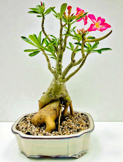 50cm Mature Desert Rose Bonsai Tree - Pink Flowers