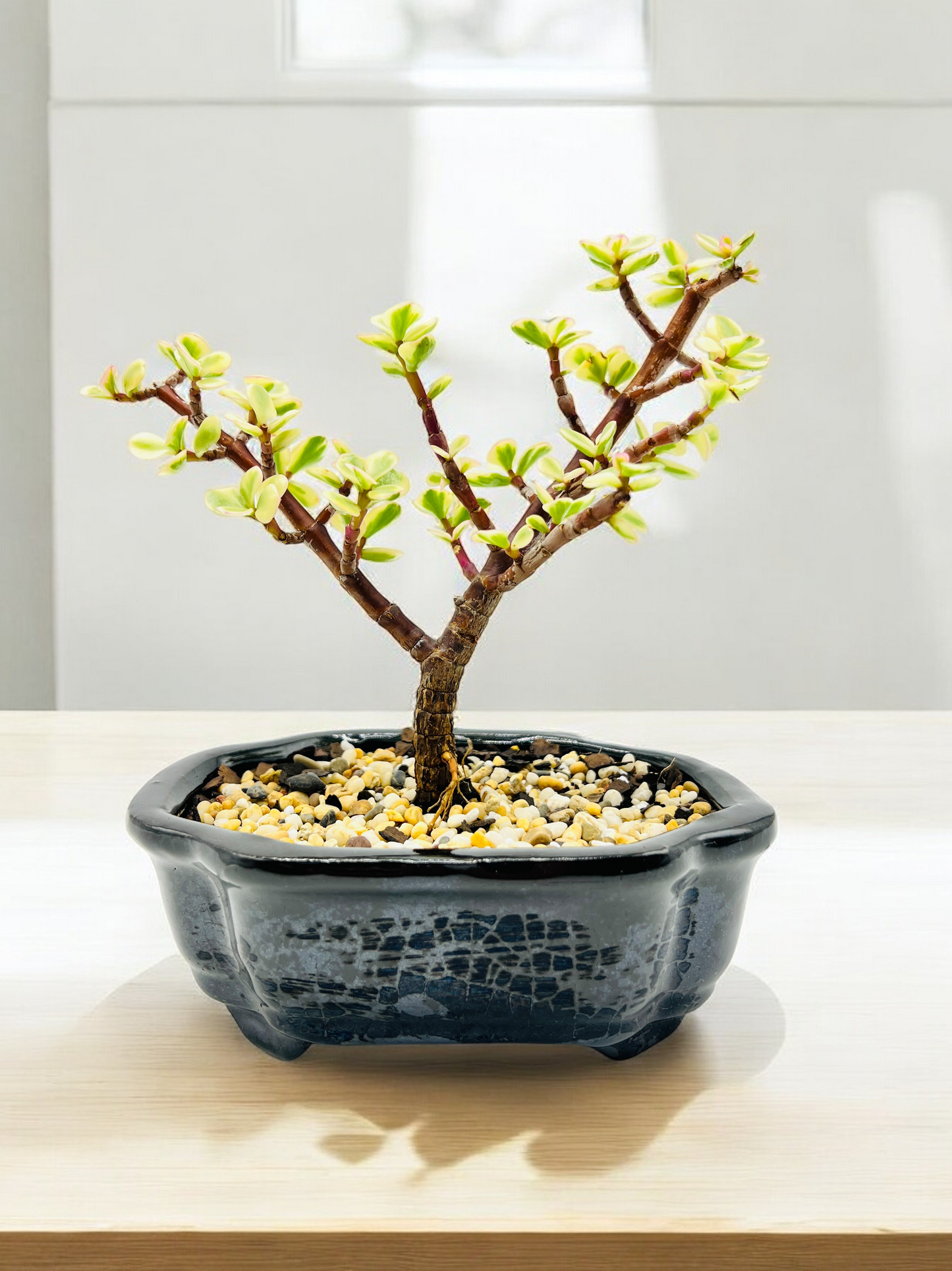 Variegated Jade Bonsai Tree 6 Inch