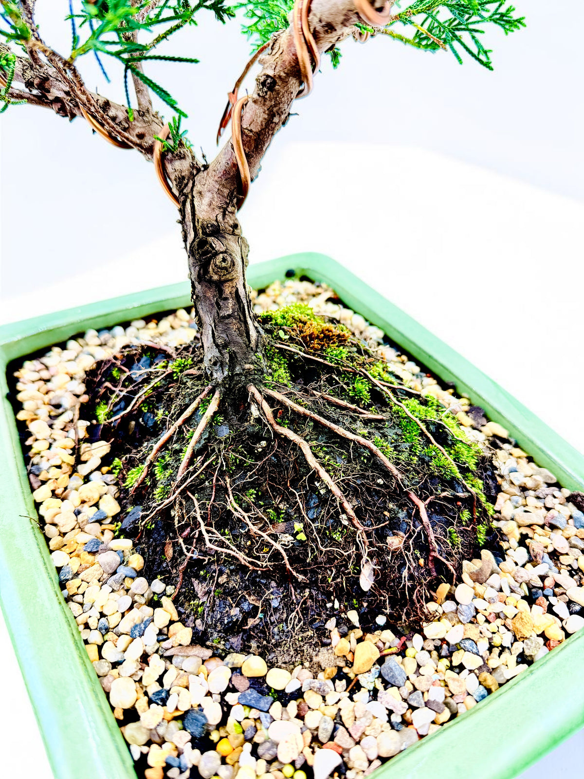 2013 Twisted Trunk Japanese Shimpaku Juniper Bonsai Tree