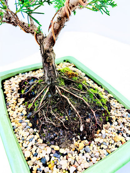 2013 Twisted Trunk Japanese Shimpaku Juniper Bonsai Tree