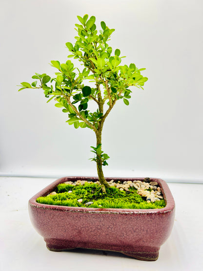 Japanese Boxwood 8" Bonsai Tree - Red Textured Pot With Moss