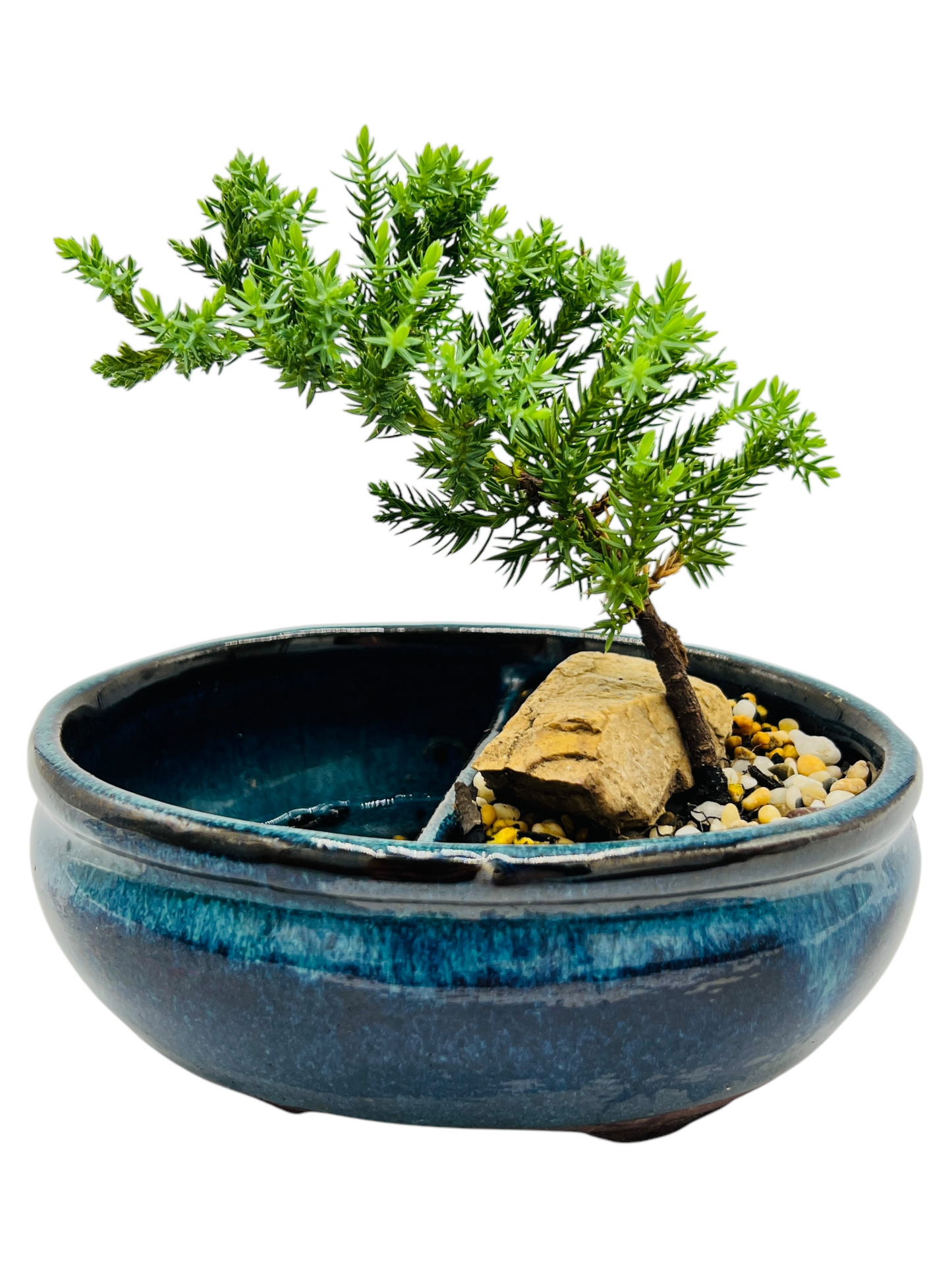 6” Juniper Bonsai Tree With Water Side