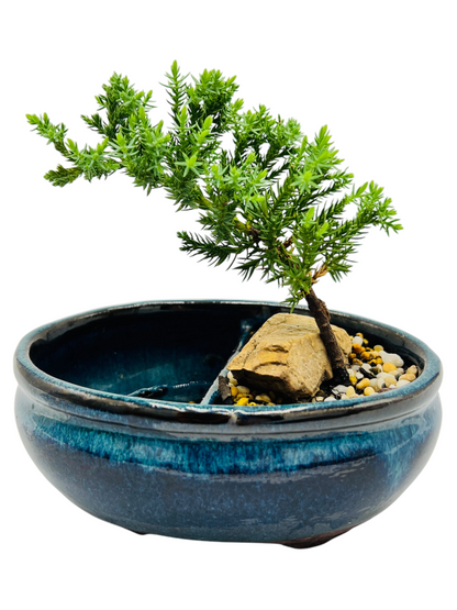 6” Juniper Bonsai Tree With Water Side