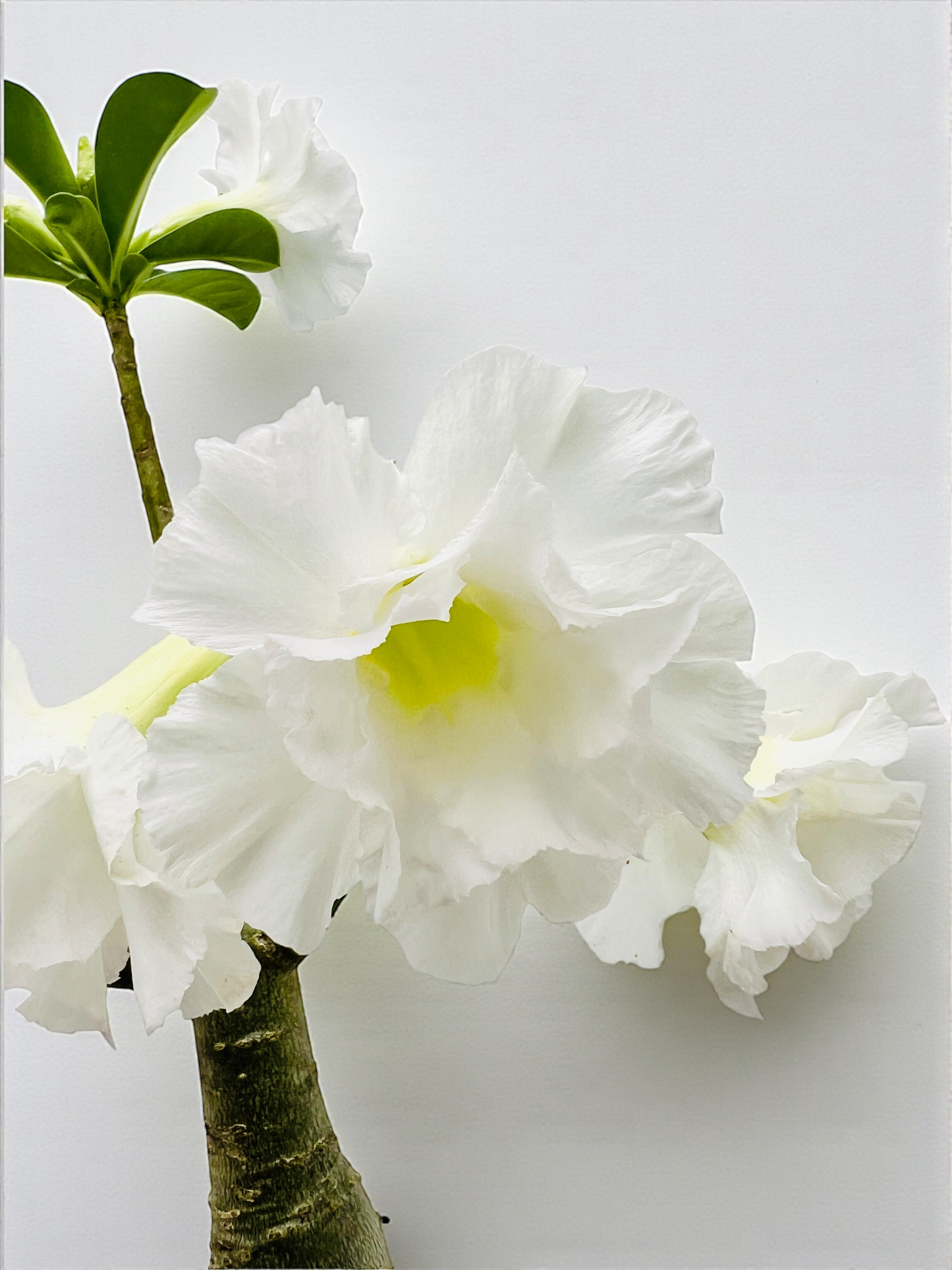 Double White Desert Rose Bonsai Tree