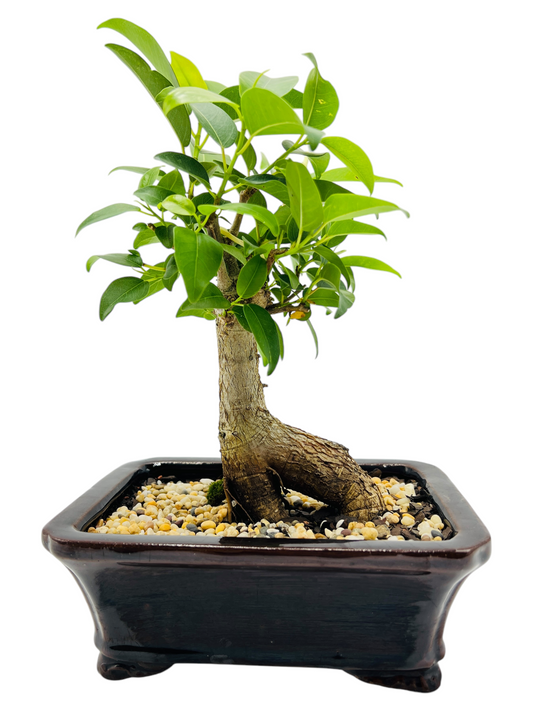 8 Inch Small Leaf Fig Bonsai Tree