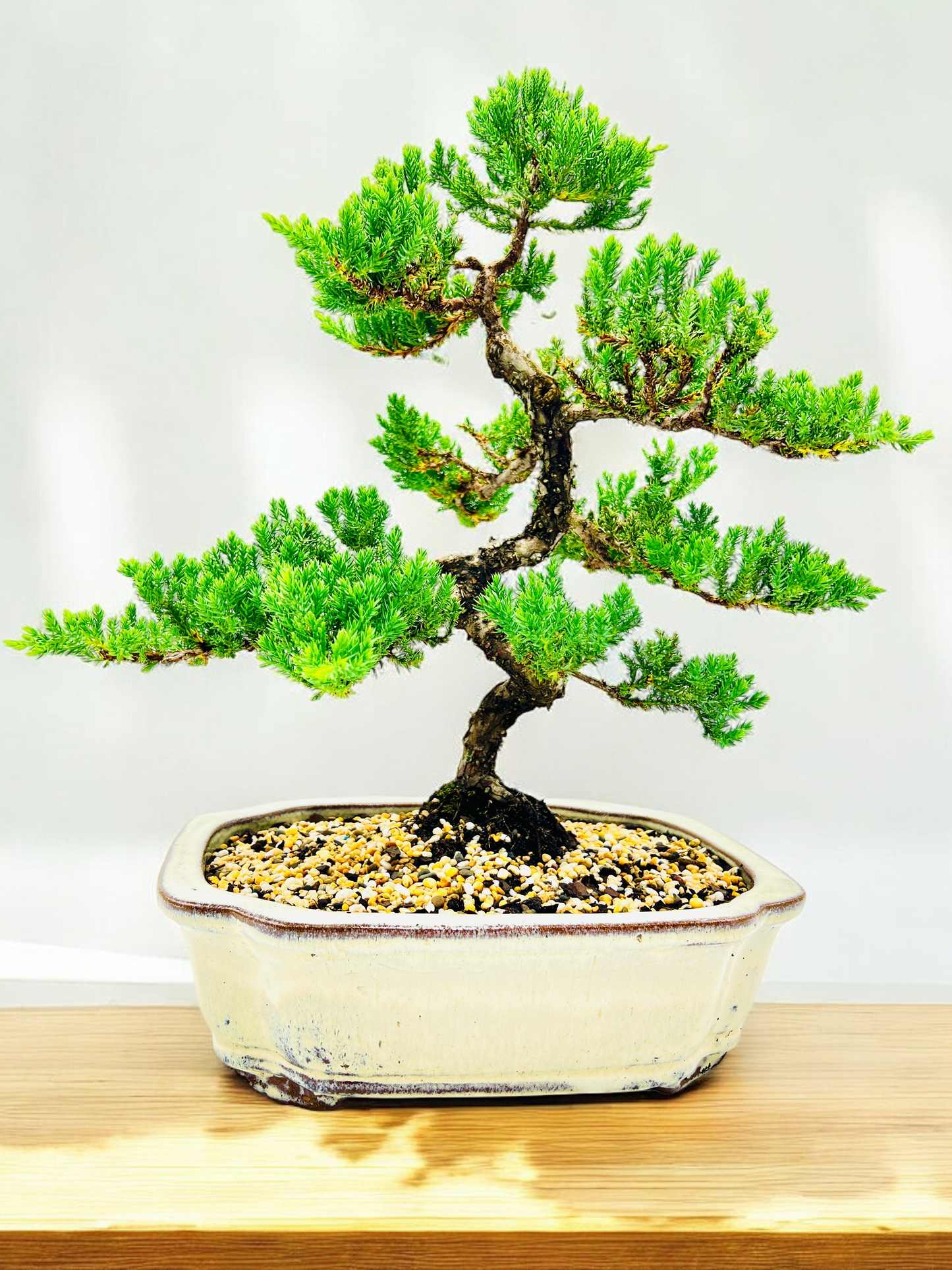 Advanced Twisted Trunk Juniper Squamata Bonsai Tree