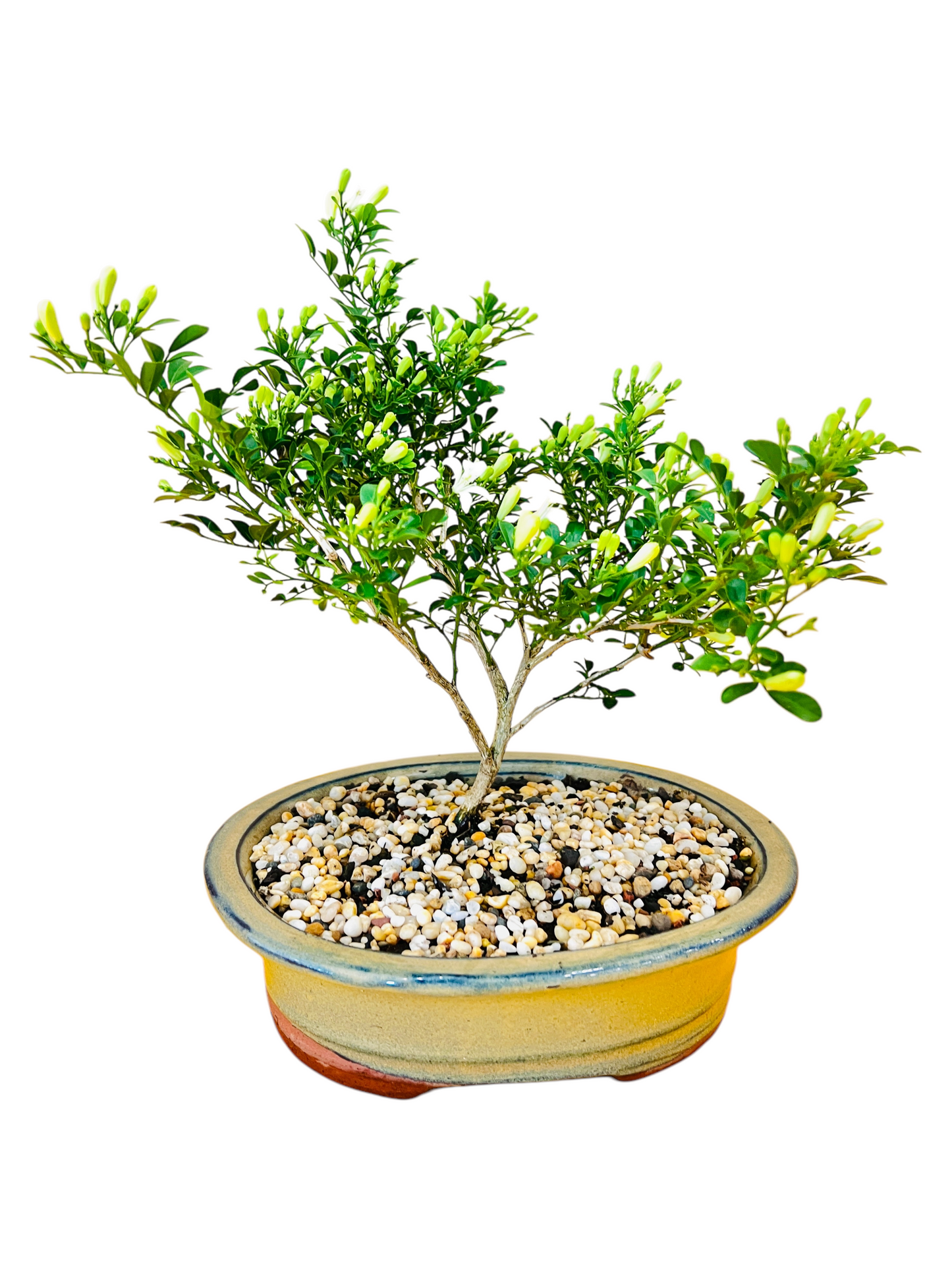 8 Inch Mini Jasmine Rock Feature Bonsai Tree