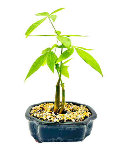 Twin Trunk Indoor Guiana Chestnut “Pachira Aquatica” Bonsai Tree 6 Inch 发财树