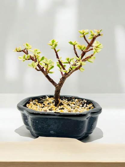 Variegated Jade Bonsai Tree 6 Inch