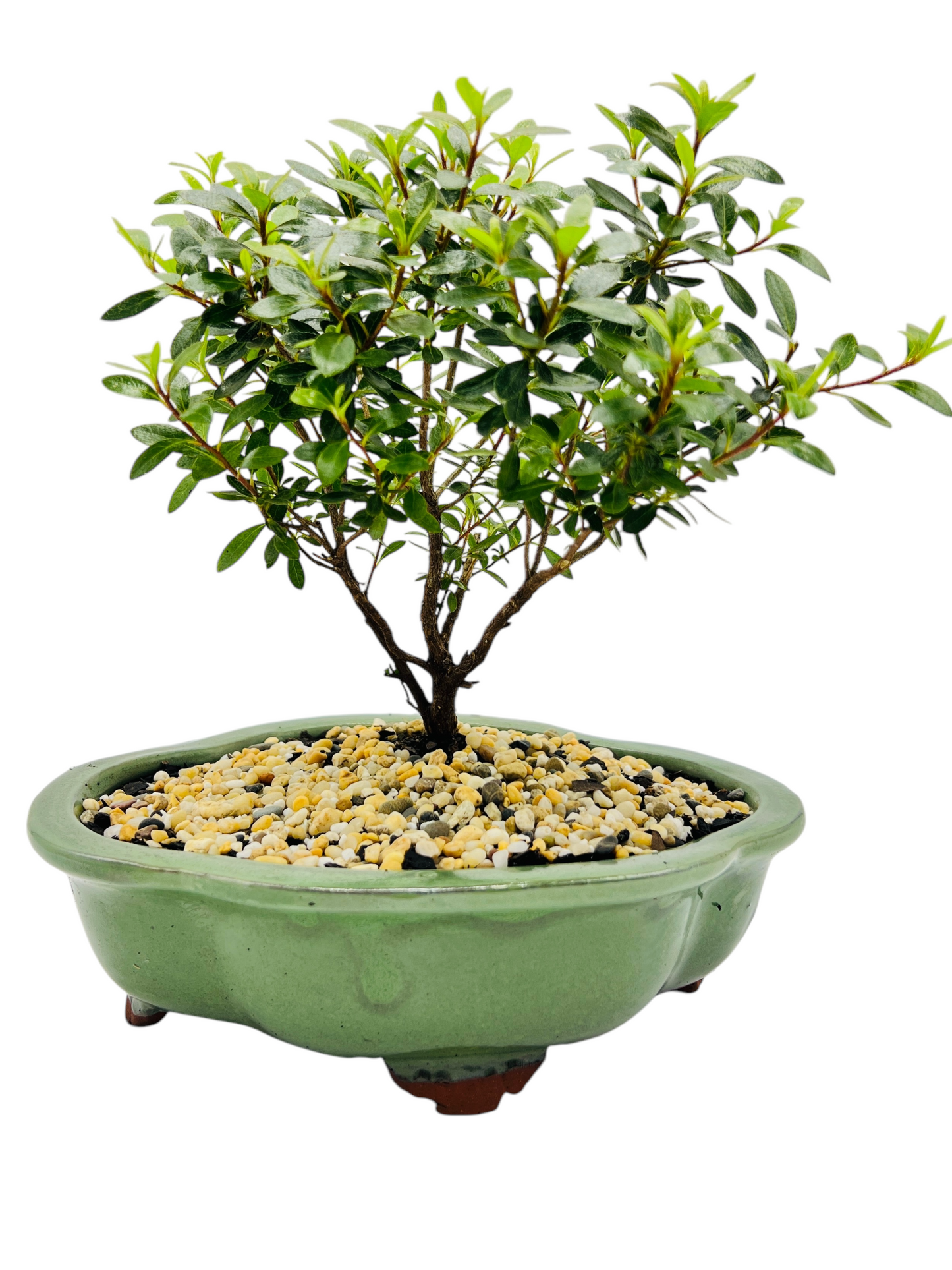 8” Saotome Azalea Bonsai Tree