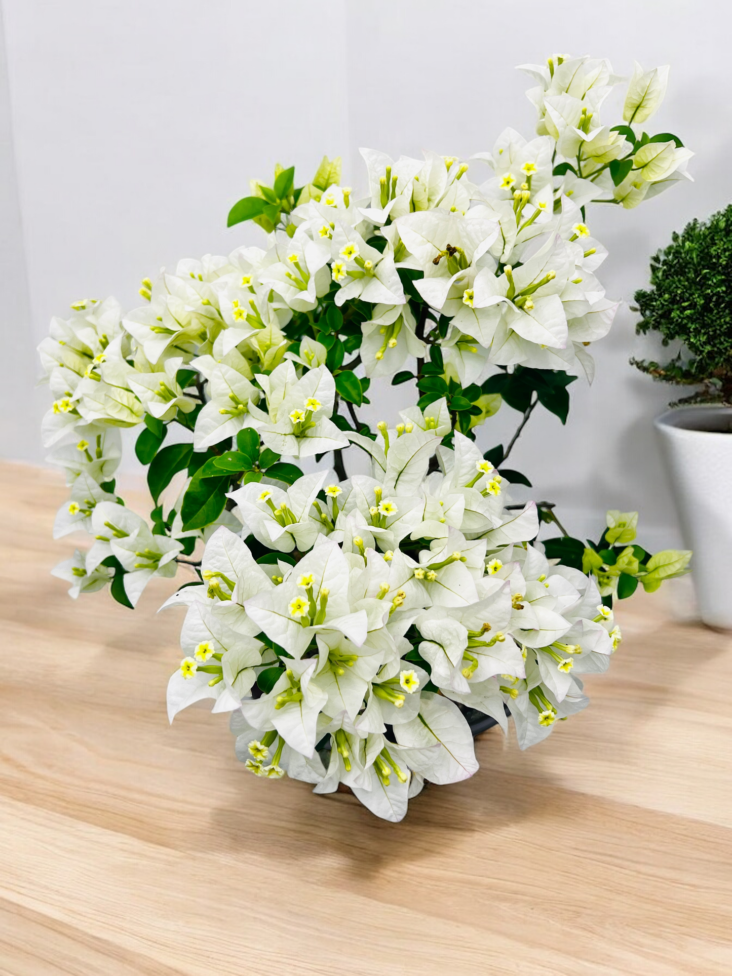 10” White Bougainvillea Bonsai Tree 6 Years Old 50cm Tall