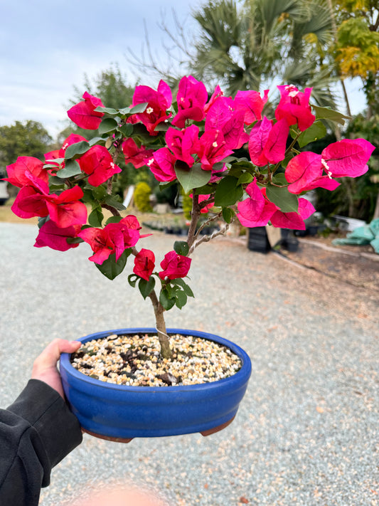 Pink Bougainvillea 6 Years Old 50cm Tall - Bonsai Gifts Nursery