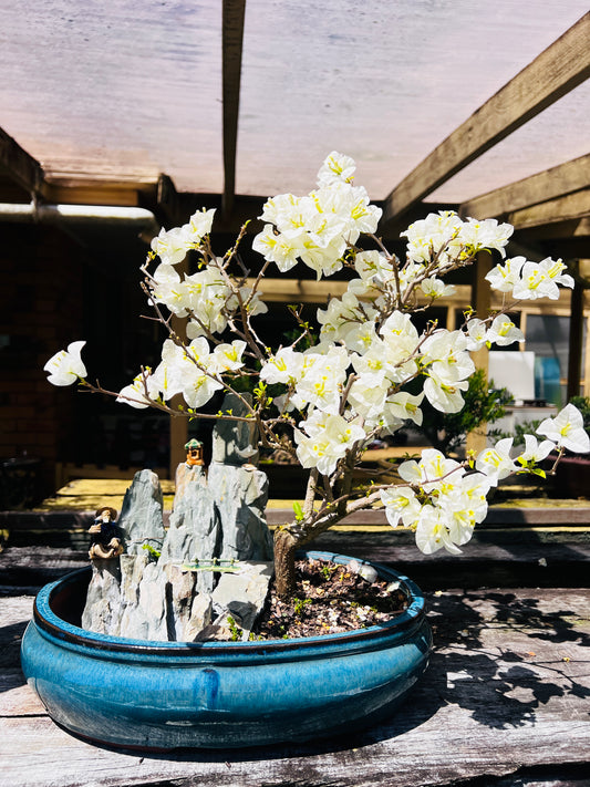 14 Inch Large White Flowering Bougainvillea Rock Feature Bonsai Tree