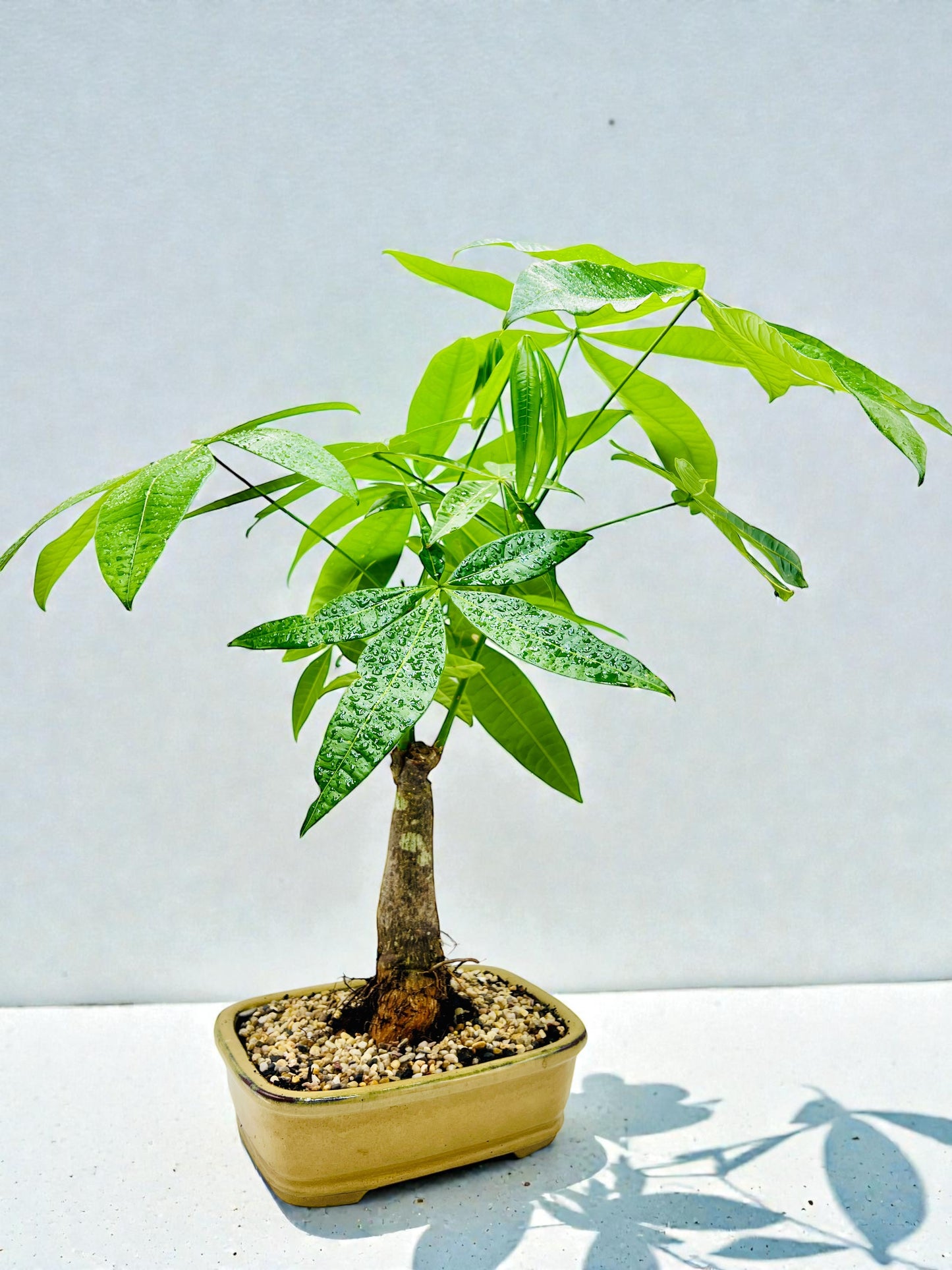 Large Trunk Indoor Guiana Chestnut “Pachira Aquatica” Bonsai Tree 8 Inch 发财树