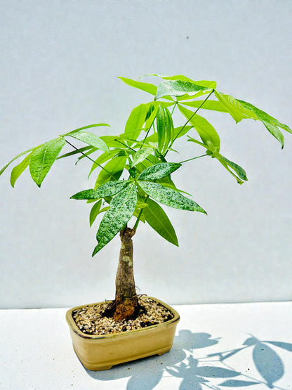 Large Trunk Indoor Guiana Chestnut “Pachira Aquatica” Bonsai Tree 8 Inch 发财树
