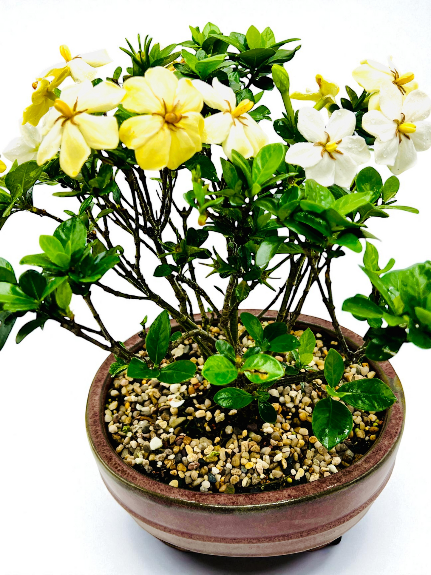 10 Inch Triple Trunk Style Gardenia Bonsai Tree