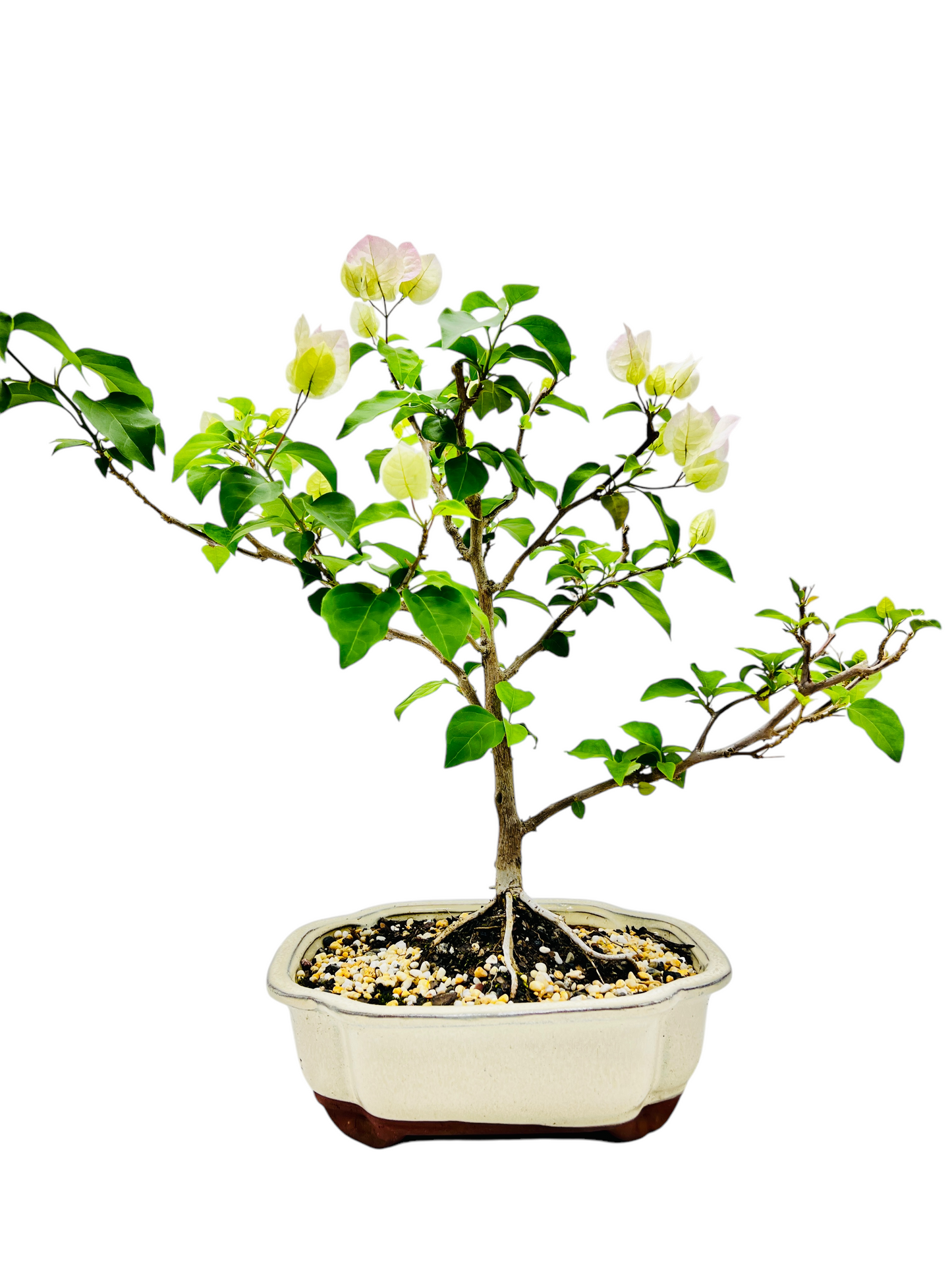 10” White/Pink Flowering Bougainvillea Bonsai Tree