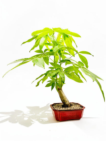 2018 Indoor Guiana Chestnut “Pachira Aquatica” Bonsai Tree 10 Inch 发财树