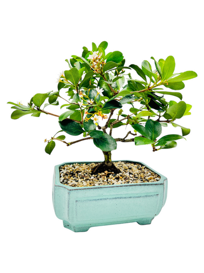 Hawthorn “Apple Blossom” Bonsai Tree 12”