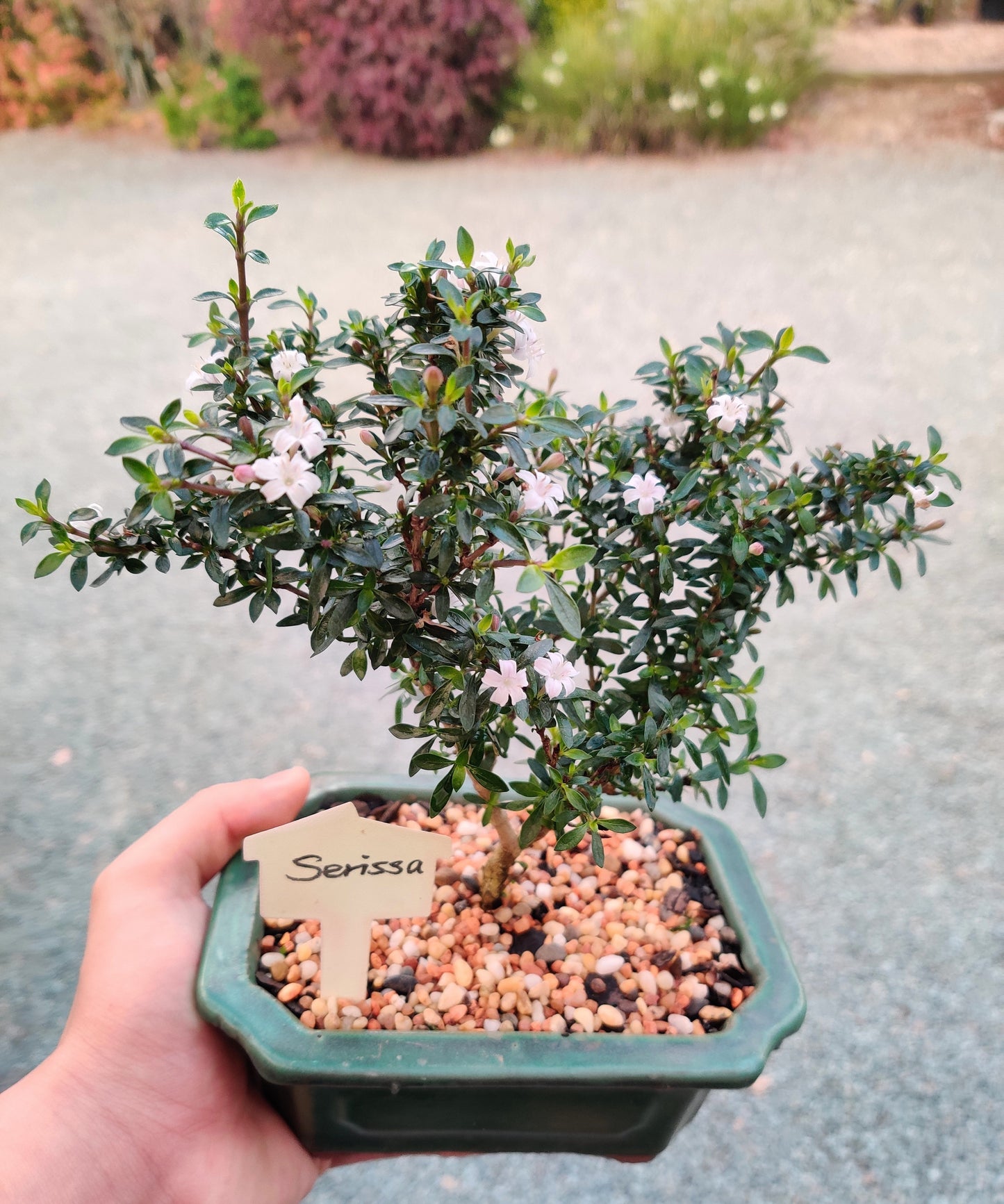 Japanese Kyoto Serissa Bonsai Tree - Bonsai Gifts Nursery