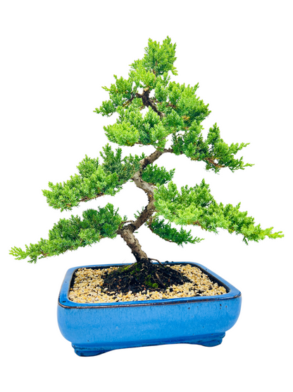 Advanced Twisted Trunk Juniper Squamata Bonsai Tree