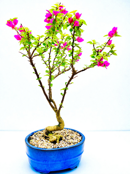 12” Pixie Pink Bougainvillea 10 Years Old 70cm Tall